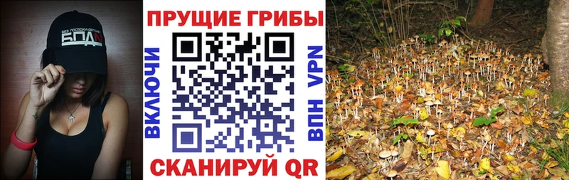 Псилоцибиновые грибы MAGIC MUSHROOMS  Купить где  Смоленск 